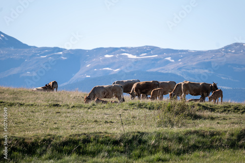 cows in the mountains © marguerite