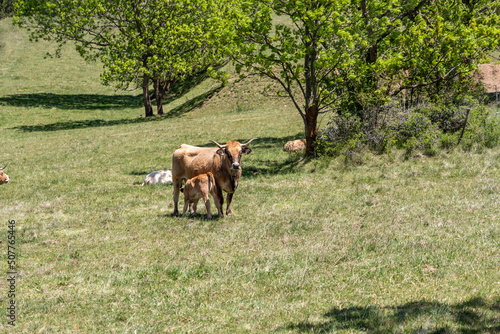 cow in the field