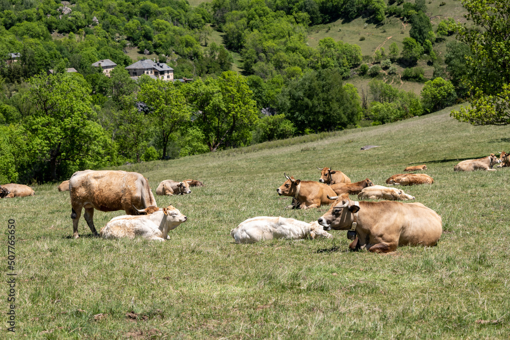 Fototapeta premium cows in a field