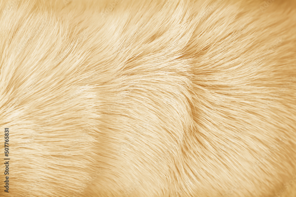 Light brown furry dog texture, animal hair natural patterns on background Light brown furry dog texture, animal hair natural patterns on background