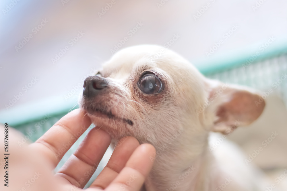 Chihuahua white old dog with asian left hand stroking massage under chin , pet background