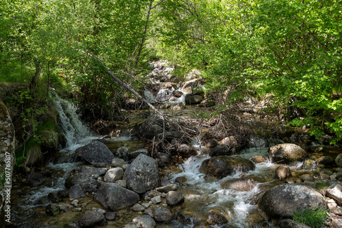 river in the forest