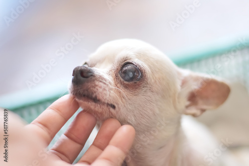 Chihuahua white old dog with asian left hand stroking massage under chin , pet background photo