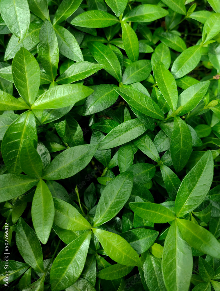Background of green leaves Background of green leaves