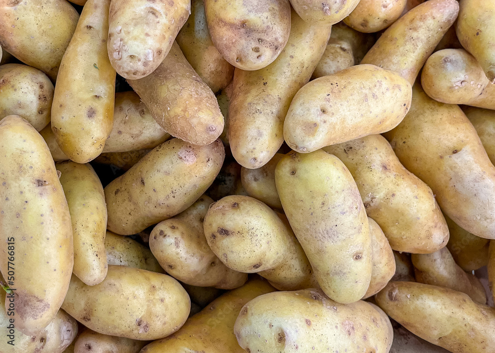 raw potato white grade fruit market store healthy meal food diet snack on the table copy space food background rustic top view keto or paleo diet veggie vegan or vegetarian raw potato white grade fruit market store healthy meal food diet snack on the table copy space food background rustic top view keto or paleo diet veggie vegan or vegetarian