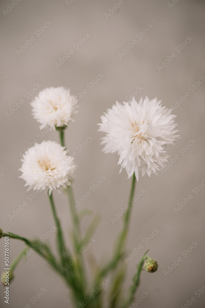 Beautiful blossoming white cornflowers on the grey wall background, close up view Beautiful blossoming white cornflowers on the grey wall background, close up view