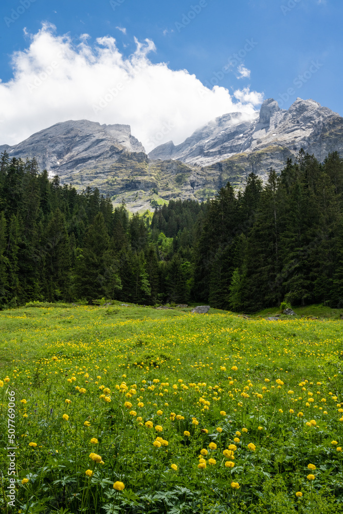 Alpine meadow with flowers in Reichenbach valley in the Swiss Alps
