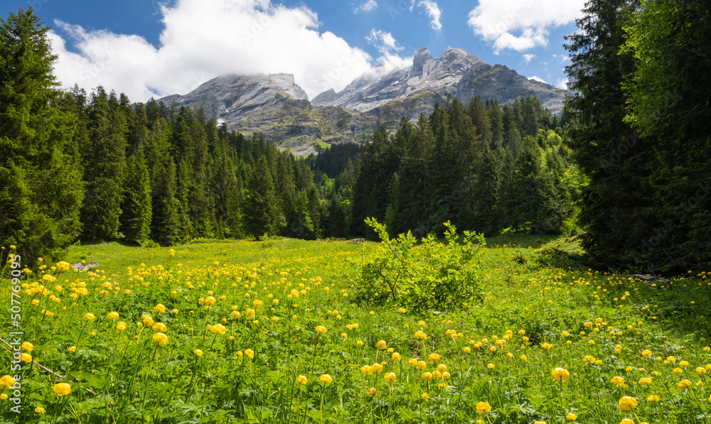 Alpine meadow with flowers in front of Engelhörner mountains in Reichenbach valley in the Swiss Alps