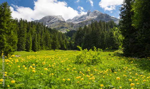 Alpine meadow with flowers in front of Engelh  rner mountains in Reichenbach valley in the Swiss Alps