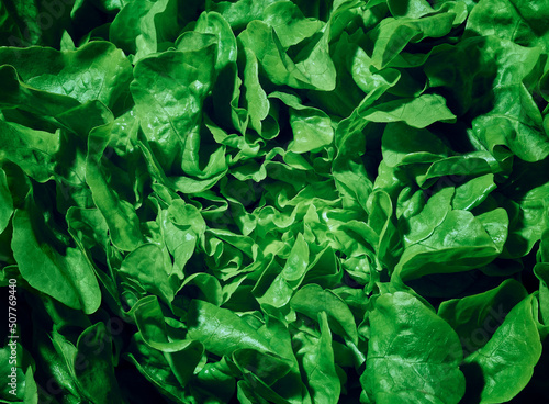 green leaf background