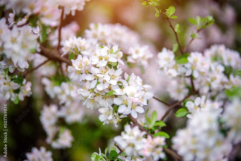 appletree blossom branch in the garden in spring appletree blossom branch in the garden in spring