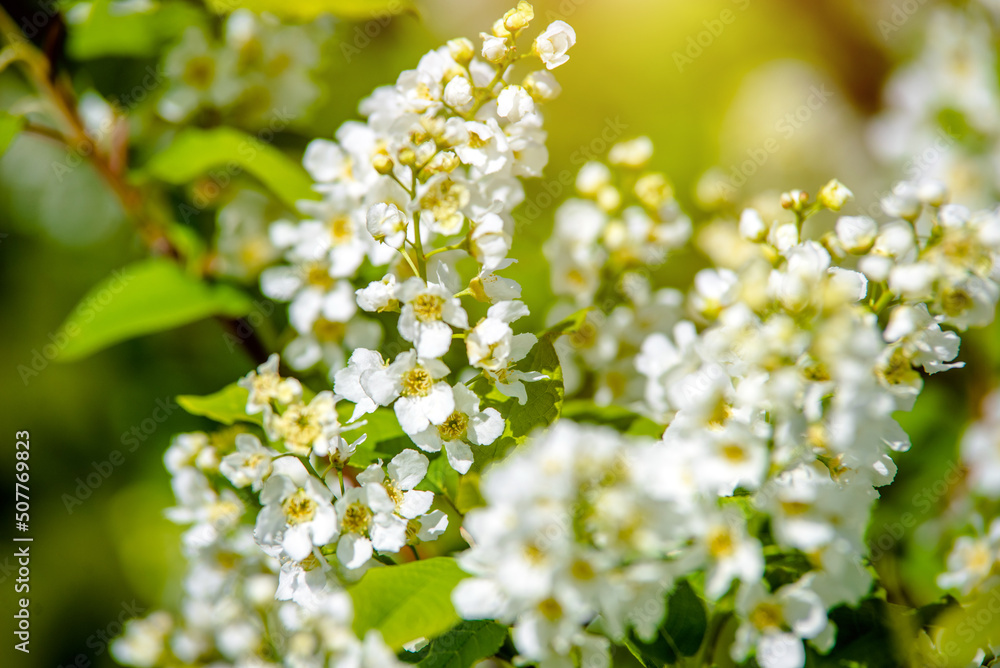 Bird cherry branches in the garden in spring
Bird cherry branches in the garden in spring