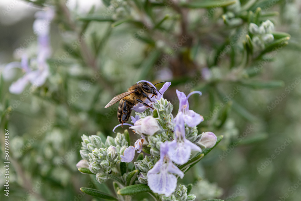Abeja nectando la flor de romero, rosmarinus Abeja nectando la flor de romero, rosmarinus