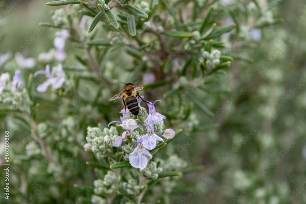 Abeja de espalda posada sobe flor de romero, rosmarinus Abeja de espalda posada sobe flor de romero, rosmarinus