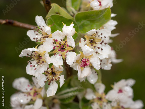 pear flowers in spring after rain