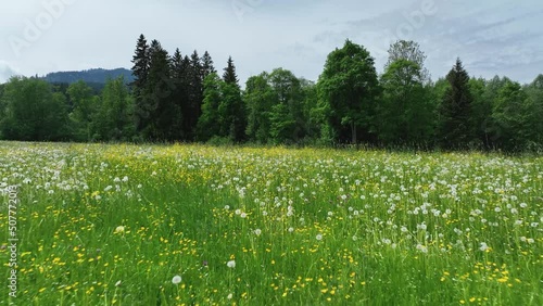 Blühende Wiese mit Löwenzahn im frühlingshaften Allgäu im Drohnenflug