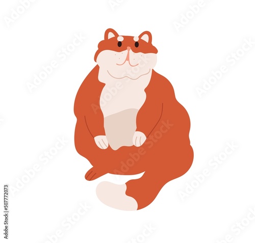 Fat chubby cat sitting, asking for smth. Cute obese fuzzy feline animal. Funn...