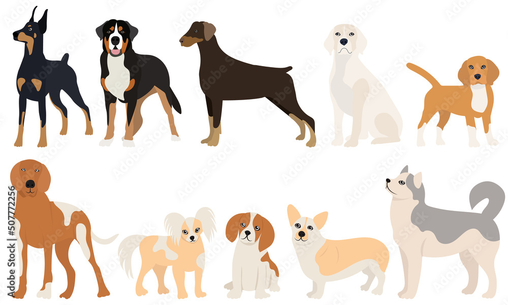 dogs of different breeds set in flat design isolated, vector