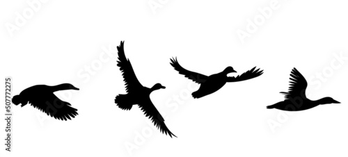 flying duck silhouette on white background, isolated, vector