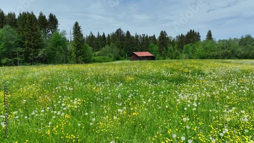Blühende Wiese mit Löwenzahn im frühlingshaften Allgäu im Drohnenflug