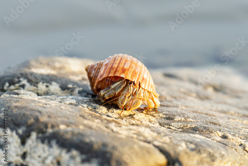 Costa rican hermit crab on a rock
