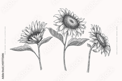 Set of hand-drawn sunflower inflorescence in engraving style. Vintage botanical image of a garden plant for a floral background. Vector illustration for shop design, packaging, postcards, books.