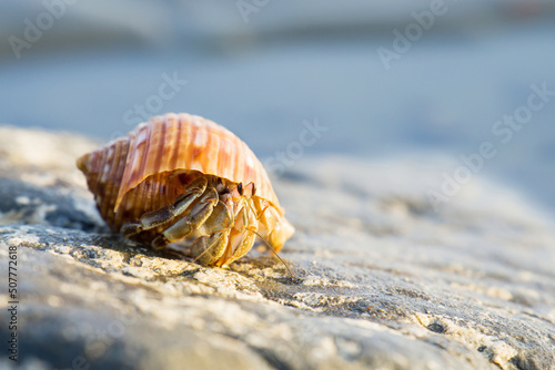 Hermit crab sitting on the rock