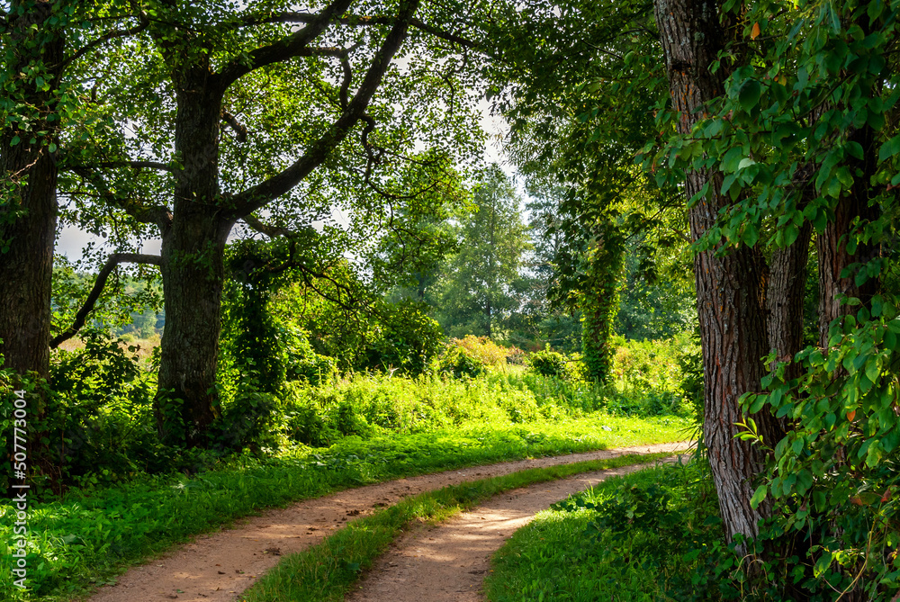 Letnia bujna roślinność nad rzeką Supraśl, Podlasie, Polska Letnia bujna roślinność nad rzeką Supraśl, Podlasie, Polska