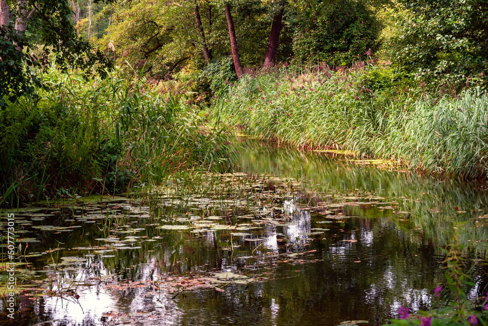 Fototapeta premium Letnia bujna roślinność nad rzeką Supraśl, Podlasie, Polska