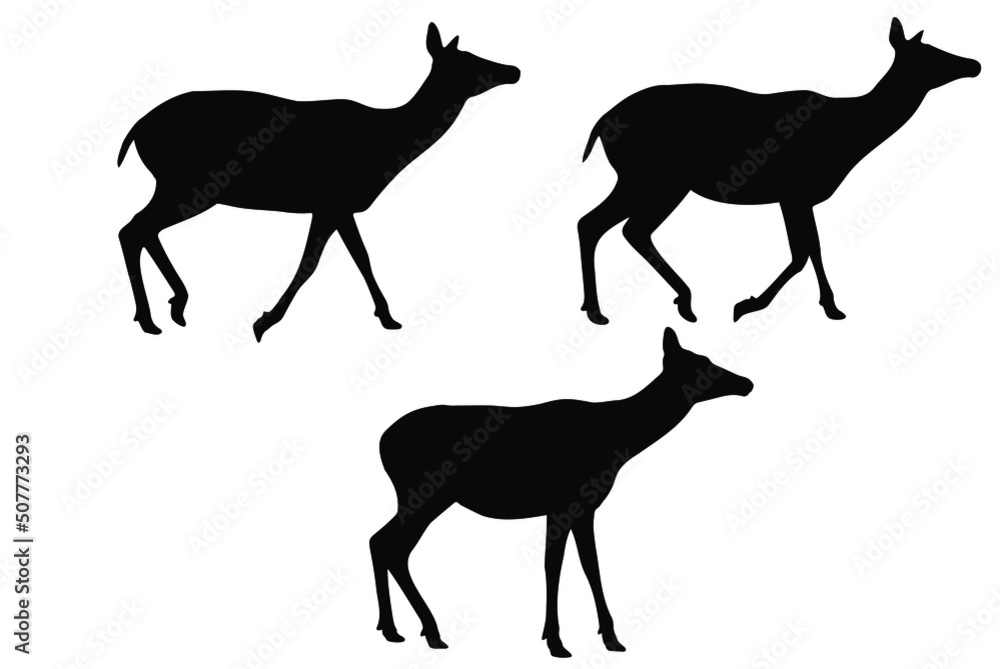 Obraz premium Three walking hornless female deer silhouette vector set, isolated on white background, wild animal concept, fill with black color wildlife animal, female deer icon, symbol idea, side view doe