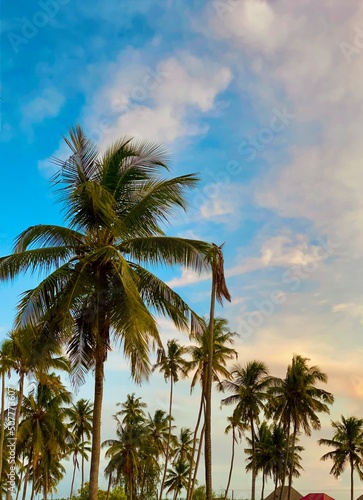 palm trees on the beach