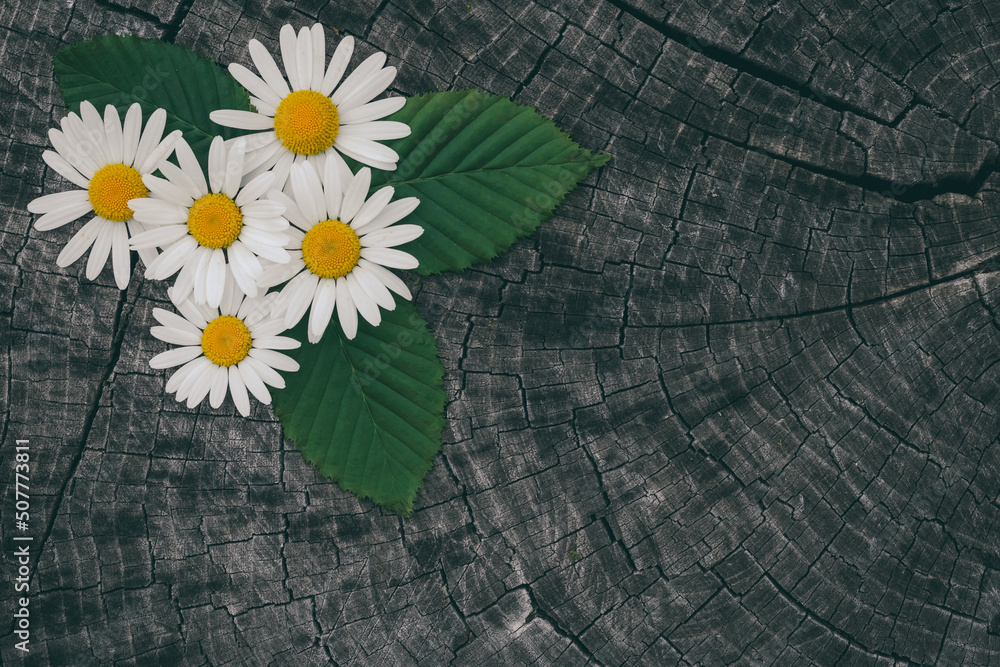 Obraz premium Top view on still life with bouquet of summer wild camomile flowers. Close up of wildflowers on dark vintage wooden table. Rustic background with copy space.