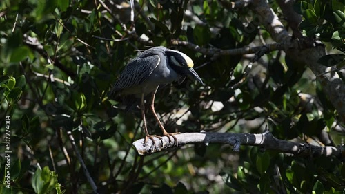 Yellow-crowned night heron (Nyctanassa violacea) adult, looking under one spread wing, starts preening feathers, Florida, USA. photo