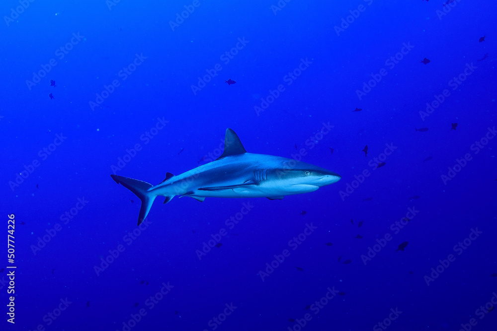 パラオのオグロメジロザメ Stock Photo Adobe Stock