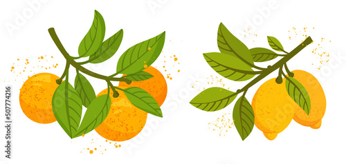 Fototapeta Naklejka Na Ścianę i Meble -  Orange and lemon tree branches with fruits and leaves isolated on white background. Fresh citrus. Exotical tropical plant. Modern design for card, package, logo, web or print. Flat vector illustration