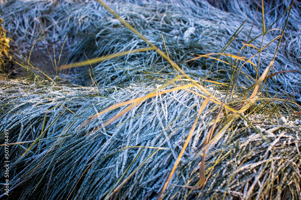 winter background, dry grass covered with frost in winter. High quality photo winter background, dry grass covered with frost in winter. High quality photo