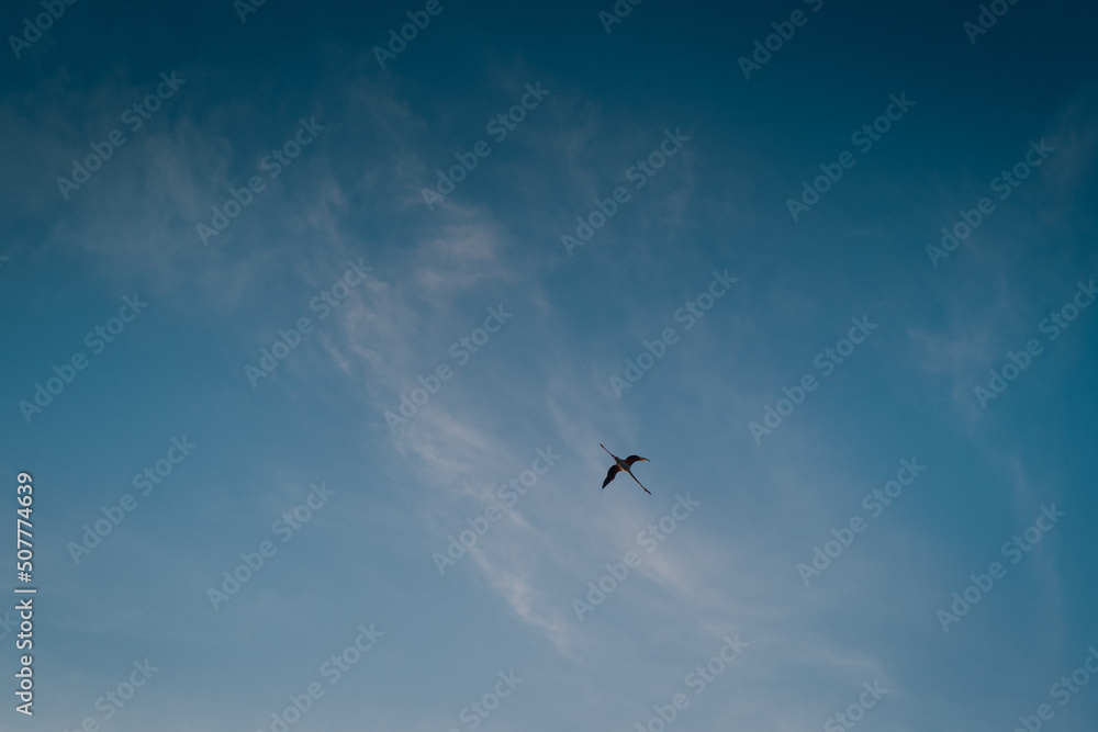 Fototapeta premium Flamingo flying