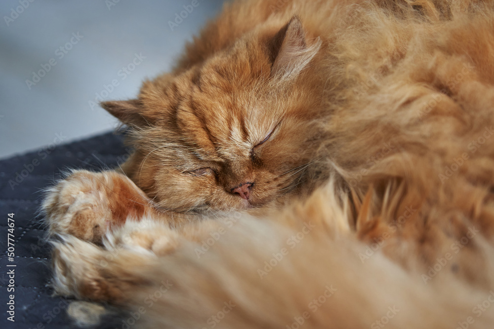 cute sleeping ginger cat on a gray sofa