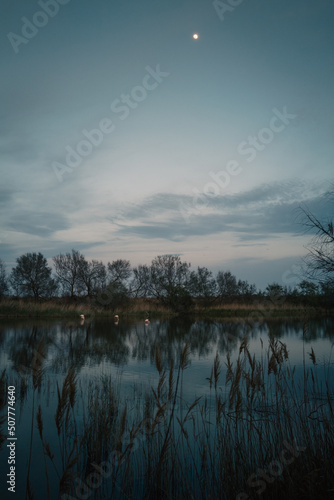 Flamingos in Camargue