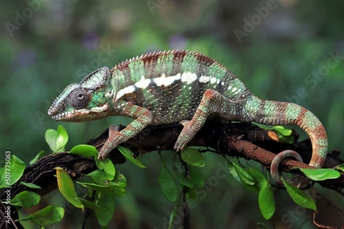 The Panther Chameleon (Furcifer pardalis) is a species of chameleon from Madagascar.