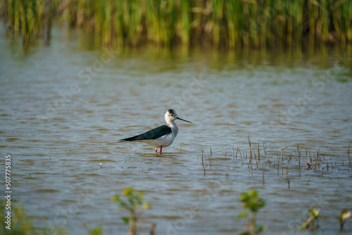 Black-winged Stilt (Himantopus himantopus) walking in the lake