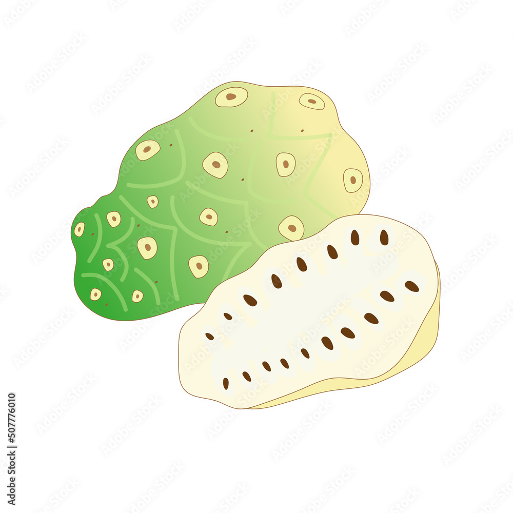The fruit of noni (morinda) is whole and in section. Vector illustration on a white background The fruit of noni (morinda) is whole and in section. Vector illustration on a white background