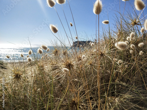 Coastal dune plants and seedheads photo