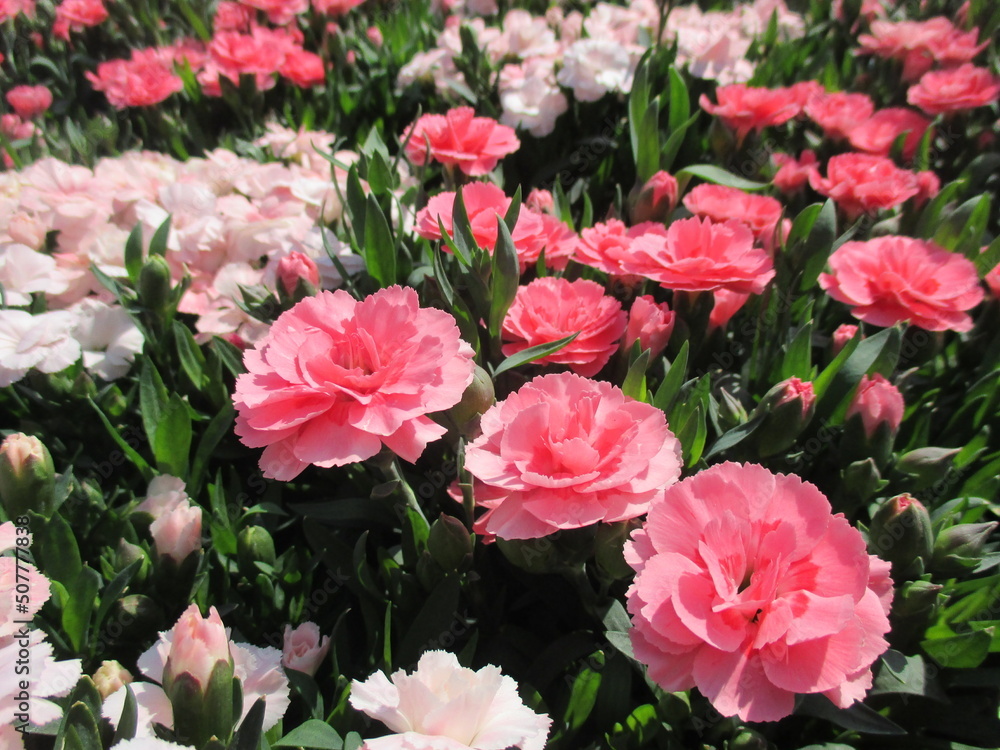 春の花壇に咲き乱れる、ピンクと白が鮮やかなカーネーション(オスカーピンク、オスカーホワイト) 春の花壇に咲き乱れる、ピンクと白が鮮やかなカーネーション(オスカーピンク、オスカーホワイト)