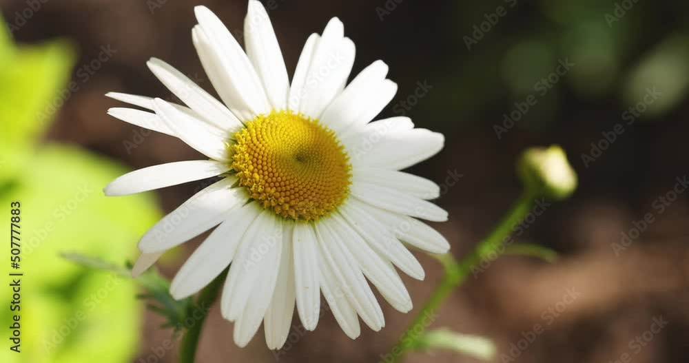 Chamomile flowers field close up with sun flares. Daisy flowers. Beautiful nature scene with blooming medical chamomile in sun flare. Sunny day. Summer flowers. Chamomile background. Chamomile flowers field close up with sun flares. Daisy flowers. Beautiful nature scene with blooming medical chamomile in sun flare. Sunny day. Summer flowers. Chamomile background.