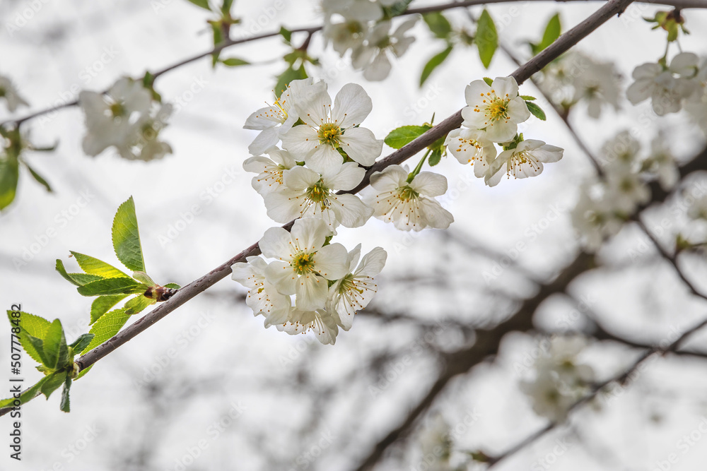 A branch blooming with white flowers on a blurry natural background. Beautiful white flowers on a tree in early spring, blurred background. Selective focus. Beautiful spring background. A branch blooming with white flowers on a blurry natural background. Beautiful white flowers on a tree in early spring, blurred background. Selective focus. Beautiful spring background.