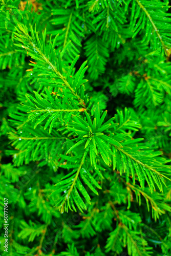 View from above on a young green spruce or pine bush, background.