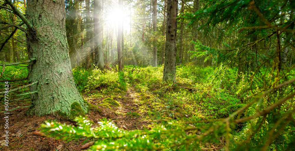 Fototapeta premium Beautiful sunny forest, sunset soft evening light