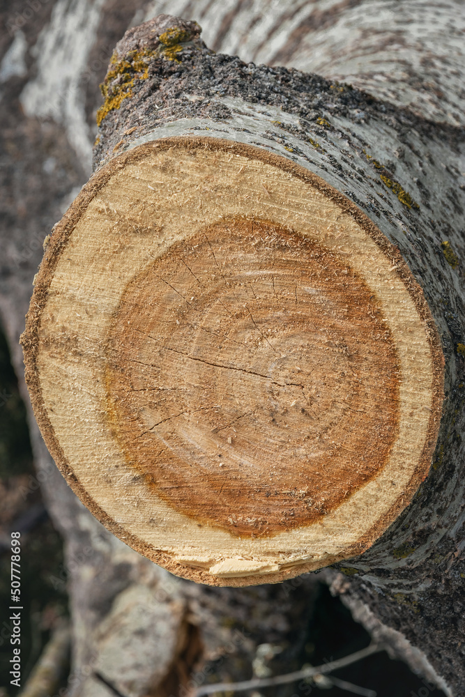 A cut tree trunk, close-up. A felled tree in the forest, a photo with a shallow depth of field. A fresh cut of a tree as a background. Vertical image. A cut tree trunk, close-up. A felled tree in the forest, a photo with a shallow depth of field. A fresh cut of a tree as a background. Vertical image.