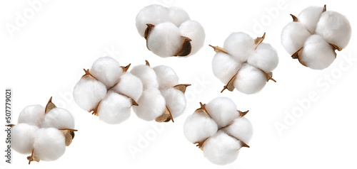 Foto Cotton plant flower isolated on white background